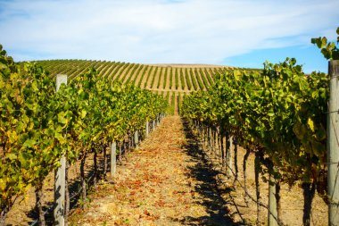 Üzüm bağı ve mavi gökyüzü olan kırsal alan