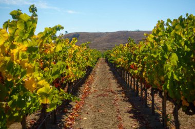 Üzüm bağı ve mavi gökyüzü olan kırsal alan