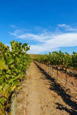 Üzüm bağı ve mavi gökyüzü olan kırsal alan