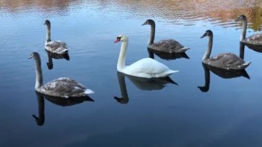 Wild swans floating in pond