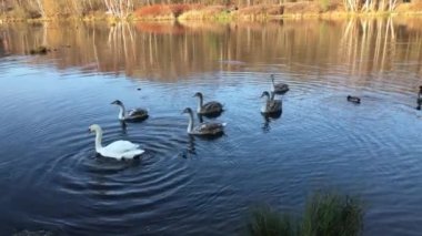 Wild swans floating in pond