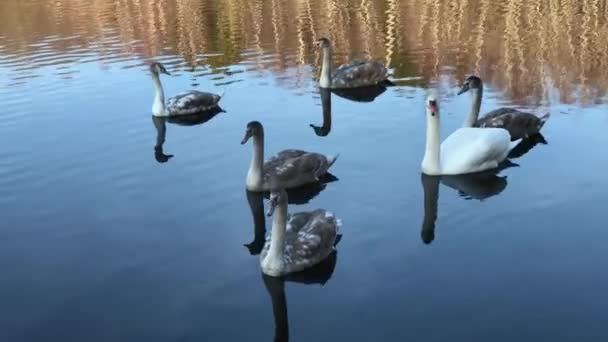 Cisnes salvajes flotando en el estanque — Vídeos de Stock