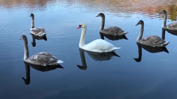 Wild swans floating in pond — Stock videók