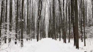 Snowfall in pine wood
