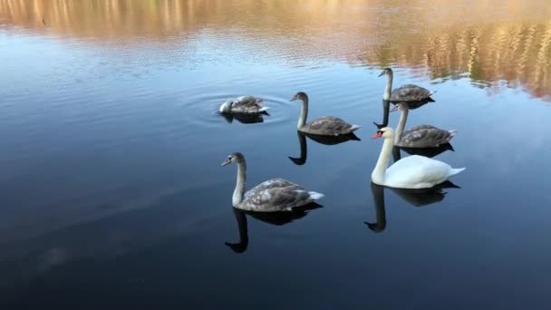 Cisnes salvajes flotando en el estanque — Vídeos de Stock