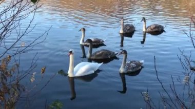 Wild swans floating in pond