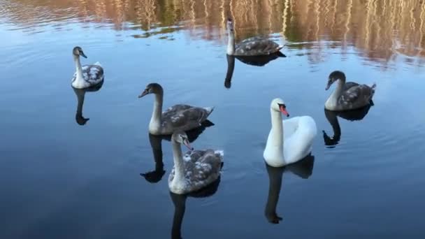 Cisnes salvajes flotando en el estanque — Vídeos de Stock