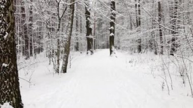Snowfall in pine wood