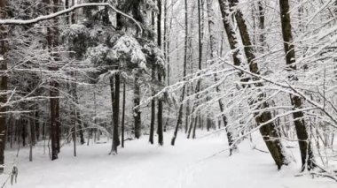 Snowfall in pine wood