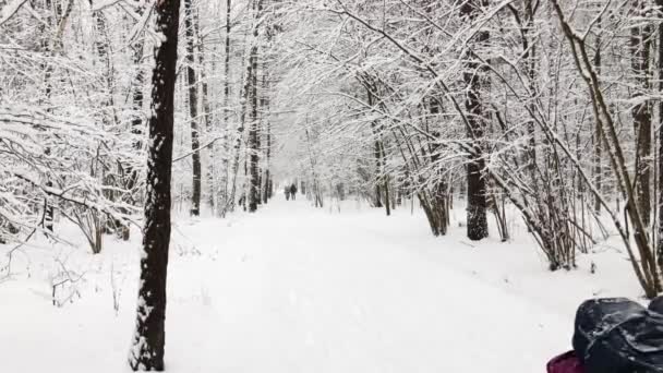 Nieve en el parque — Vídeos de Stock