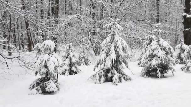 Sneeuwval in het bos — Stockvideo