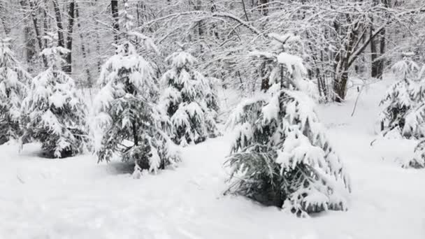 Floresta de neve na madeira — Vídeo de Stock