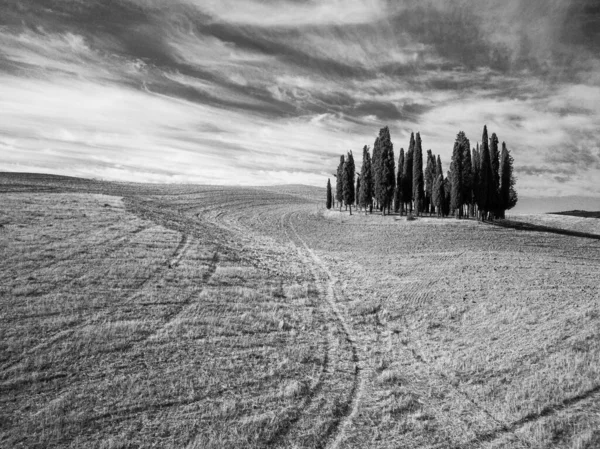 Monochromatická krajina pole se samotným cypřišem — Stock fotografie