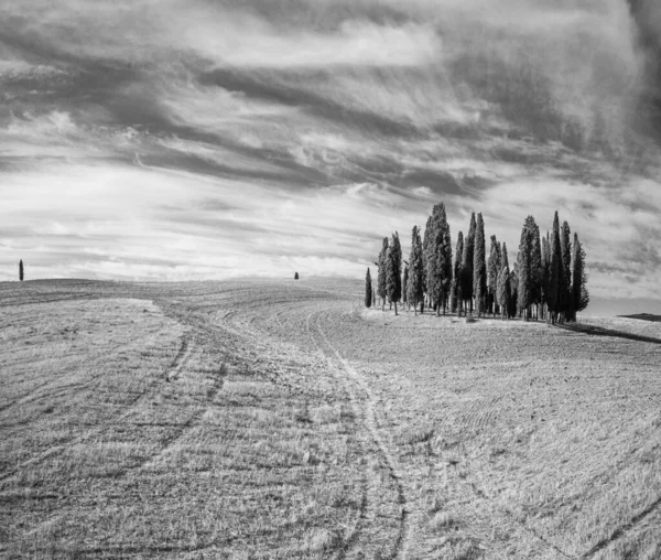 Monokrom landskap av fält med ensam cypress — Stockfoto