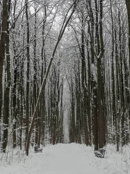 Snowfall in pine wood — 图库照片