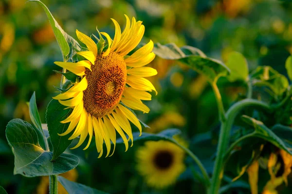 Соняшники крупним планом в літньому полі — стокове фото