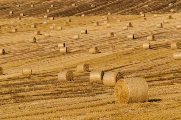 Round dried haystacks in the field — Stock Photo, Image