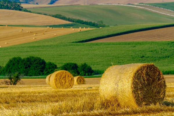 Runde getrocknete Heuhaufen auf dem Feld — Stockfoto