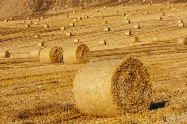 Runde getrocknete Heuhaufen auf dem Feld — Stockfoto