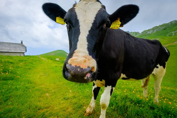 Drôle de portrait d'un museau de vache en gros plan sur une prairie alpine — Photo