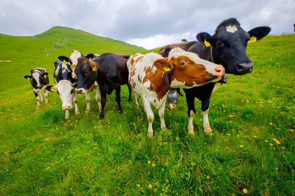 Piccole mandrie di mucche pascolano nel prato alpino — Foto Stock
