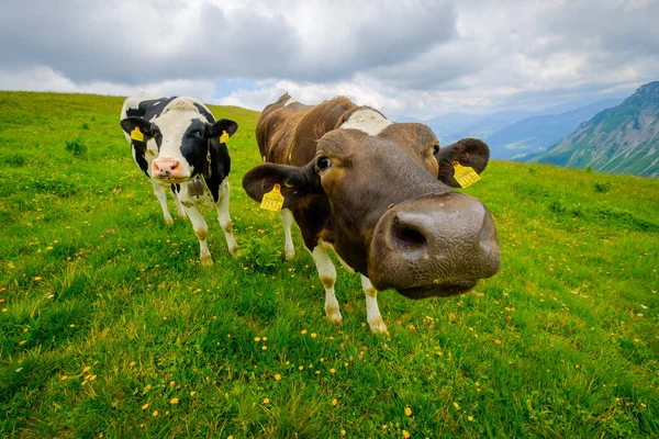 Funny portrait of a cow muzzle close-up on an alpine meadow — Stock Photo, Image