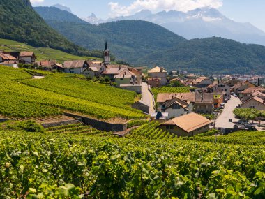 Ön plan, üzüm bağları, yaz İsviçre vadi yatay