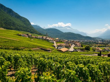 Ön plan, üzüm bağları, yaz İsviçre vadi yatay