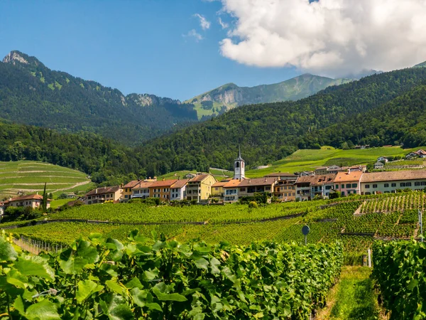 Швейцарія літній краєвид долини з виноградниками на передньому плані — стокове фото