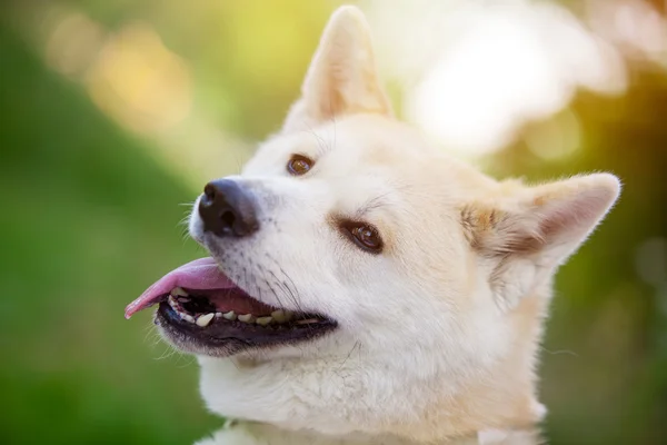 Japon akita (Hachi portresi)