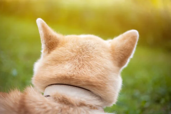Japon akita (Hachi portresi)