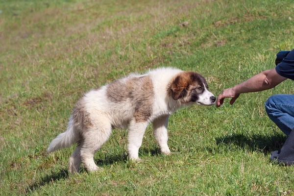 Chien sentant la main de l'homme Images De Stock Libres De Droits