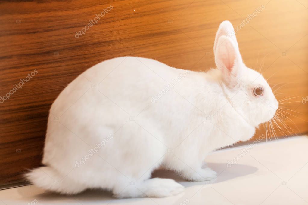 Small white rabbit