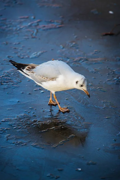 Чайка, ходьба на замерзлому озері — стокове фото