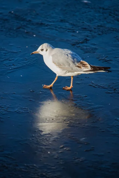 Mouette marchant sur un lac gelé — Photo