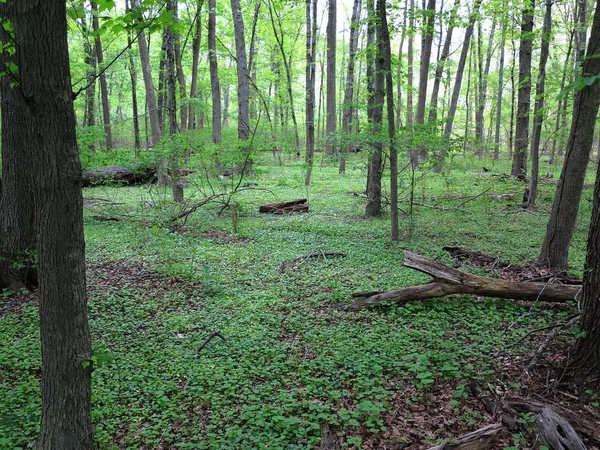 Forêt vert foncé — Photo