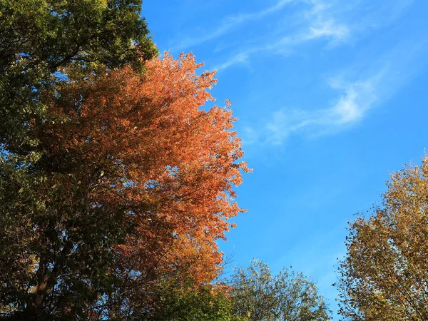 Cores da queda da floresta — Fotografia de Stock