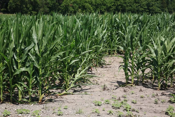 Corn Field in Midwest — Stock Photo, Image