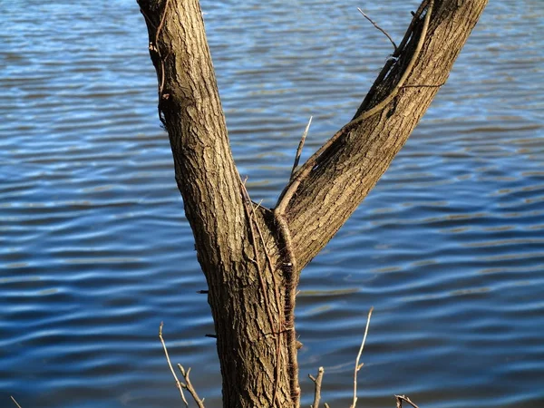 Lakeside Tree Blue Water Branches Pond Copy Space — Stock Photo, Image