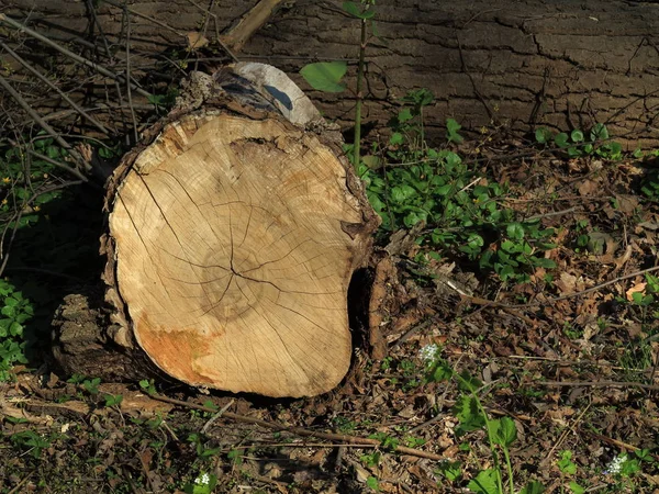 Fallen Tree Stump Fresh Cut Log Forest Floor Copy Space — Stock Photo, Image