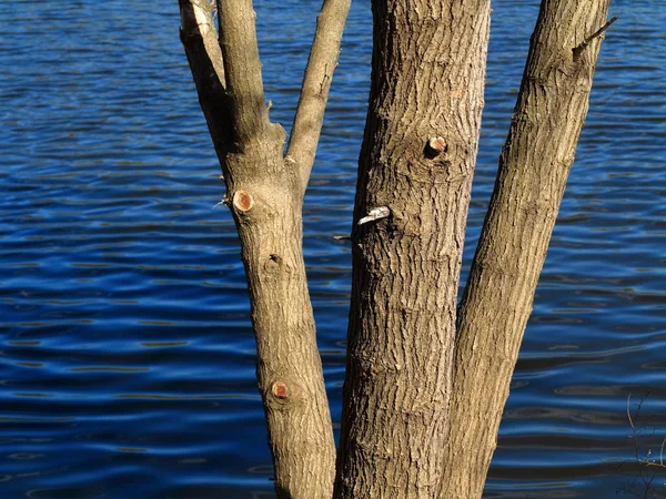 Lakeside Tree Blue Water Branches Pond Copy Space — Stock Photo, Image