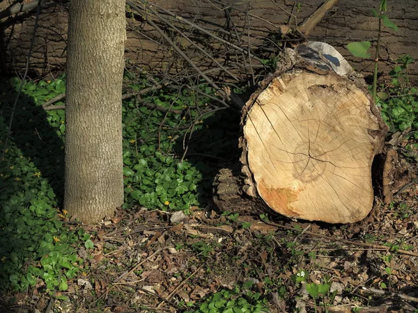 Fallen Tree Stump Fresh Cut Logs Forest Floor — Stock Photo, Image