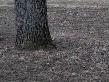 Ağaç ve Orman zeminine - kopya alanı ile Orman ağacı.