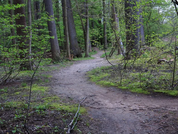 Groene Bospad Trail Door Een Donker Groene Boslandschap — Stockfoto