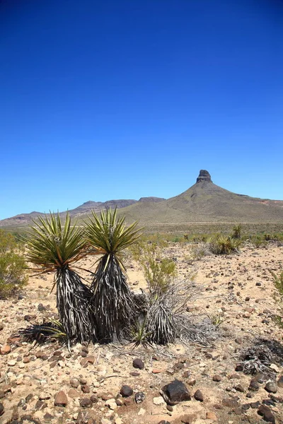 砂漠の植物を山とリモート南西アメリカ風景します — ストック写真