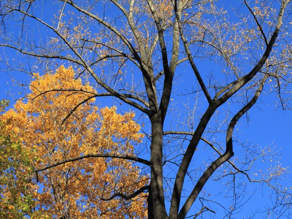 Couleurs Automne Arbres Automne Avec Quelques Membres Nus Coloration Chute — Photo