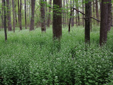 Ağaçların ilkbahar - bahar çiçekli bitkiler ile yeşil orman kenarı hattı.