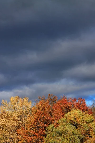 Trees and Storm Clouds Background - Heavy dark storm clouds over a forest with the colors of autumn.