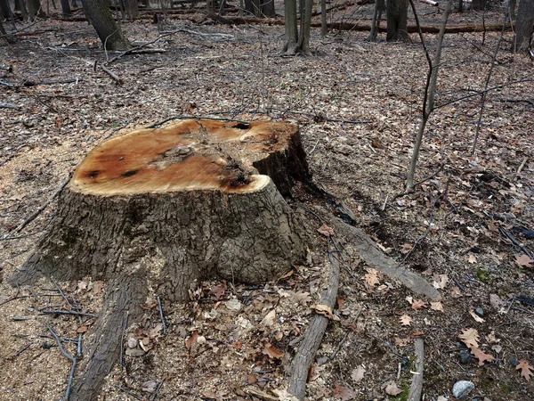 Souches Arbres Fraîchement Coupées Dans Une Forêt Tôt Printemps Fin — Photo