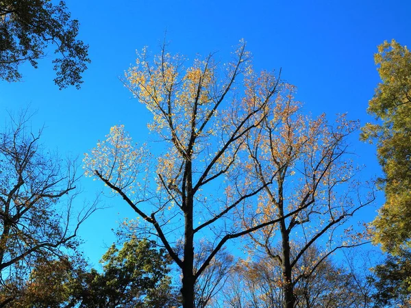 Couleurs Automne Arbres Automne Couleurs Automne Profond Avec Espace Copie — Photo